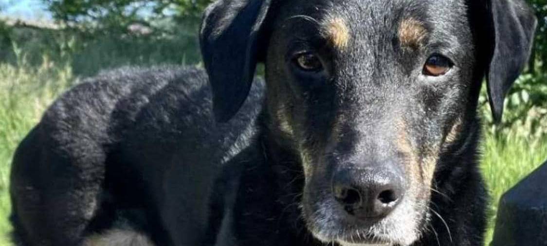 Hund in Wuppertal und Umgebung vermisst