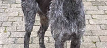 Lissy & Ben werden gesucht