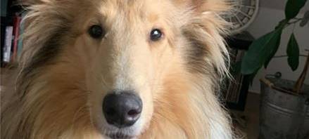 Jack wird in Langenfeld gesucht
