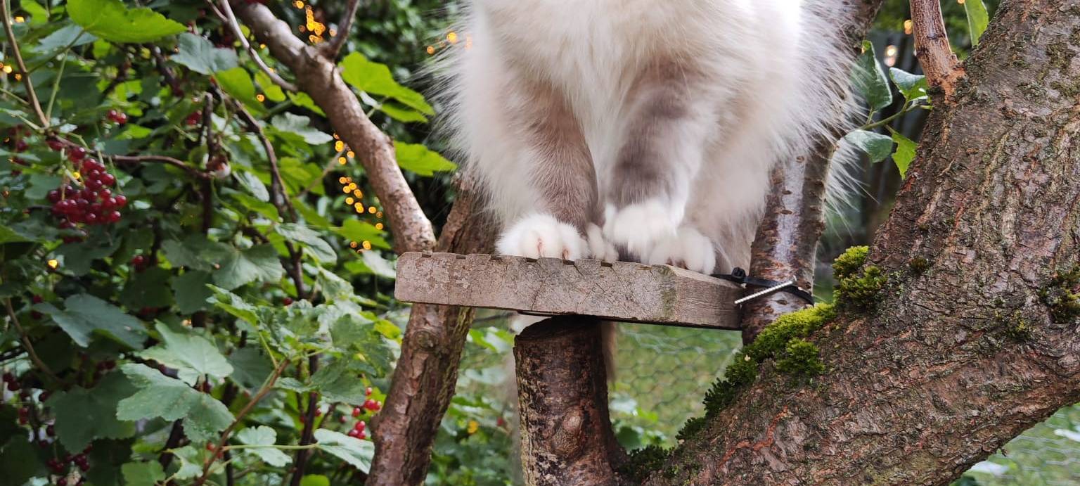 Katze "Illy" in Hilden verschwunden