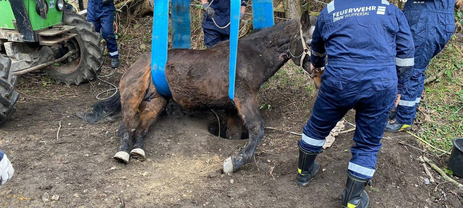 Velbert: Pferd befreit