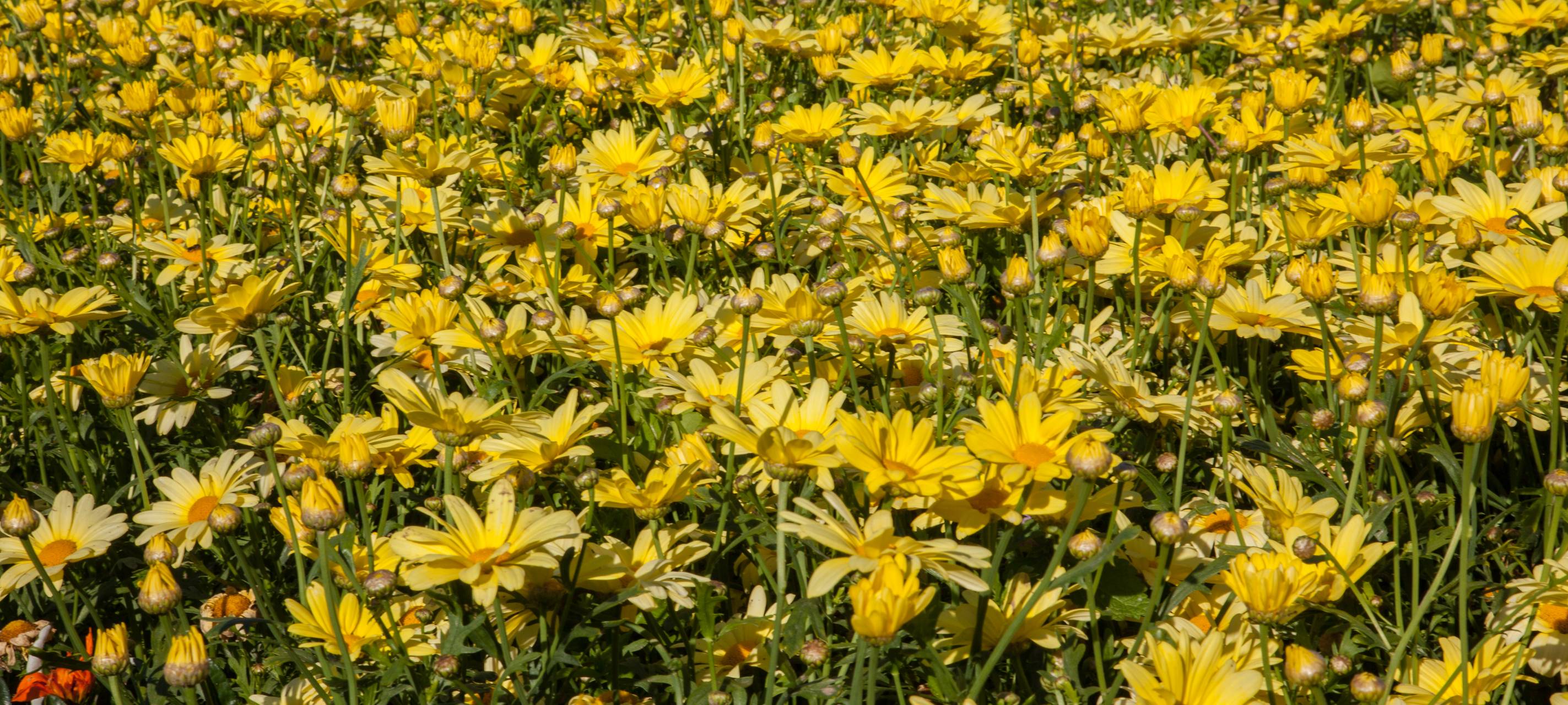 Langenfeld fördert Dachbegrünungen
