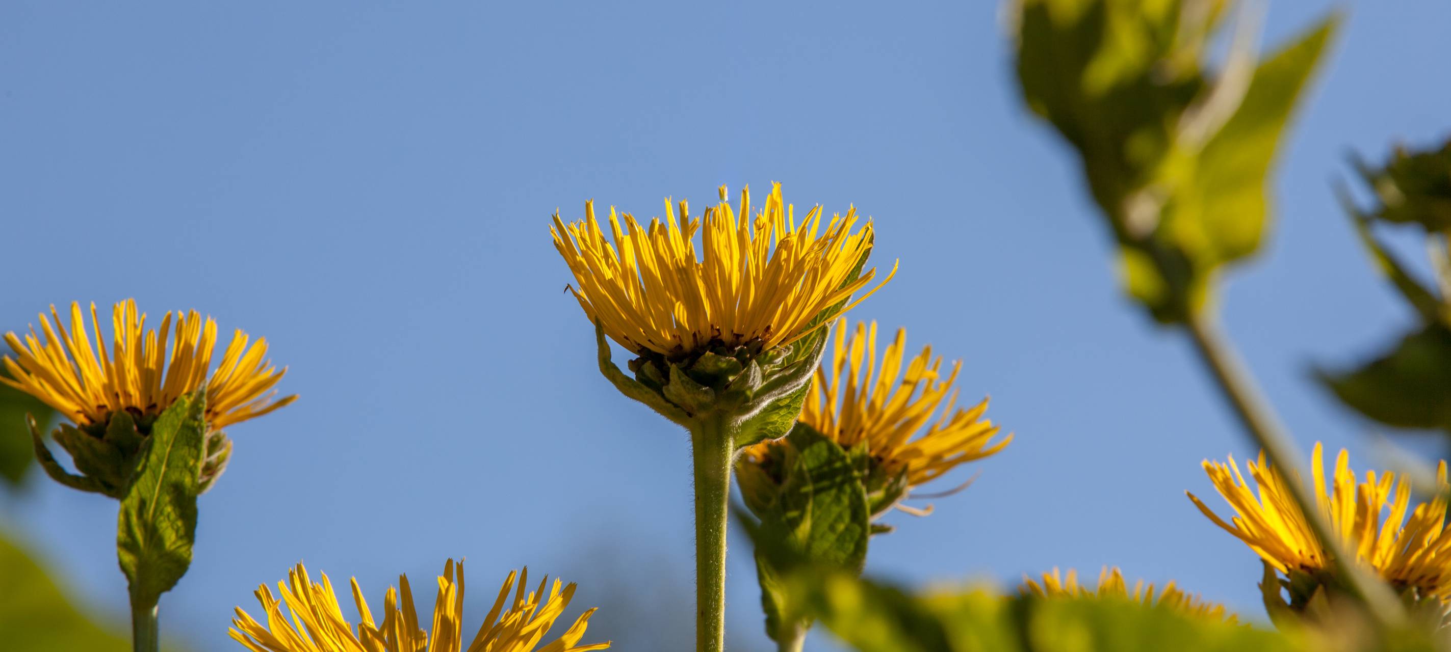 Hilden: mehr Begrünung auf Gewerbeflächen