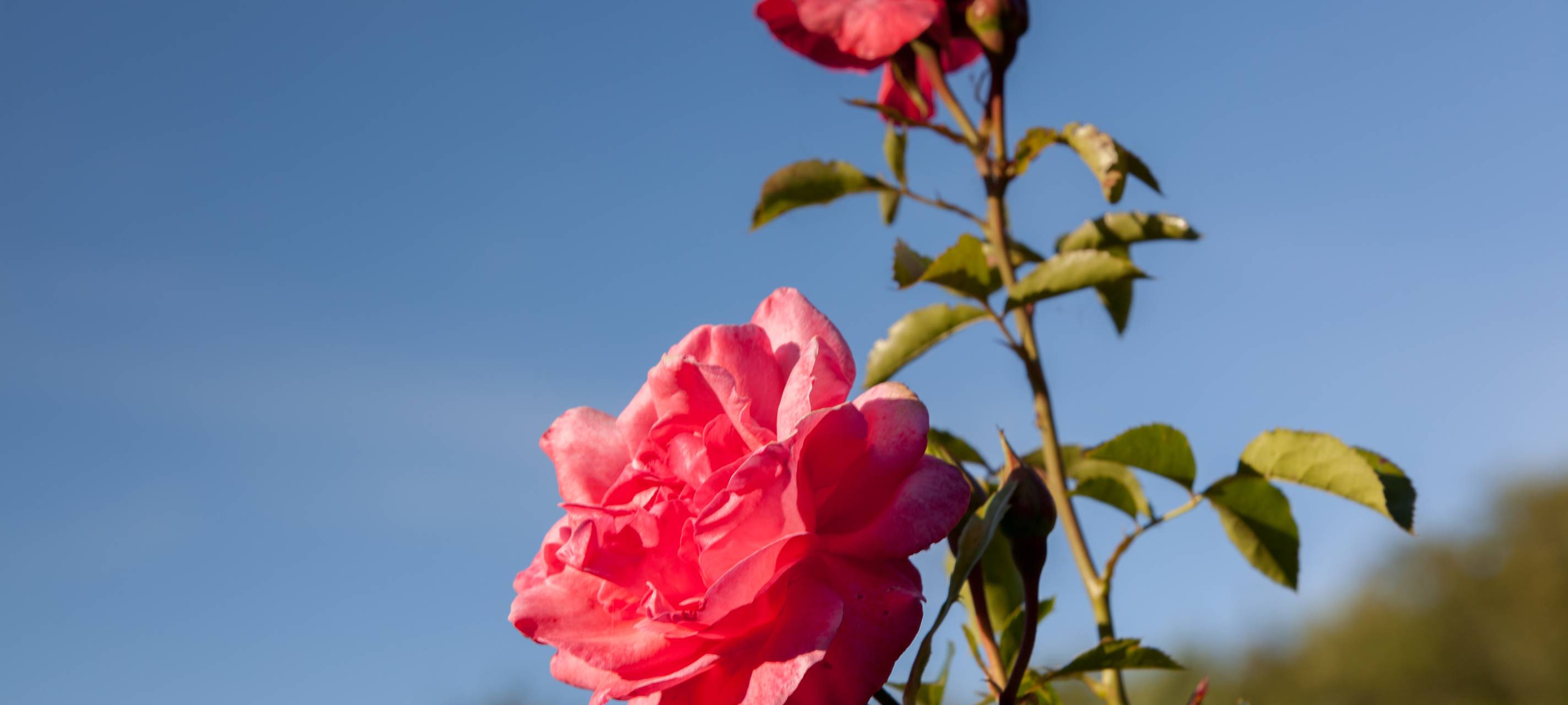 Monheimerin für Friedhofs-Diebstahl verurteilt