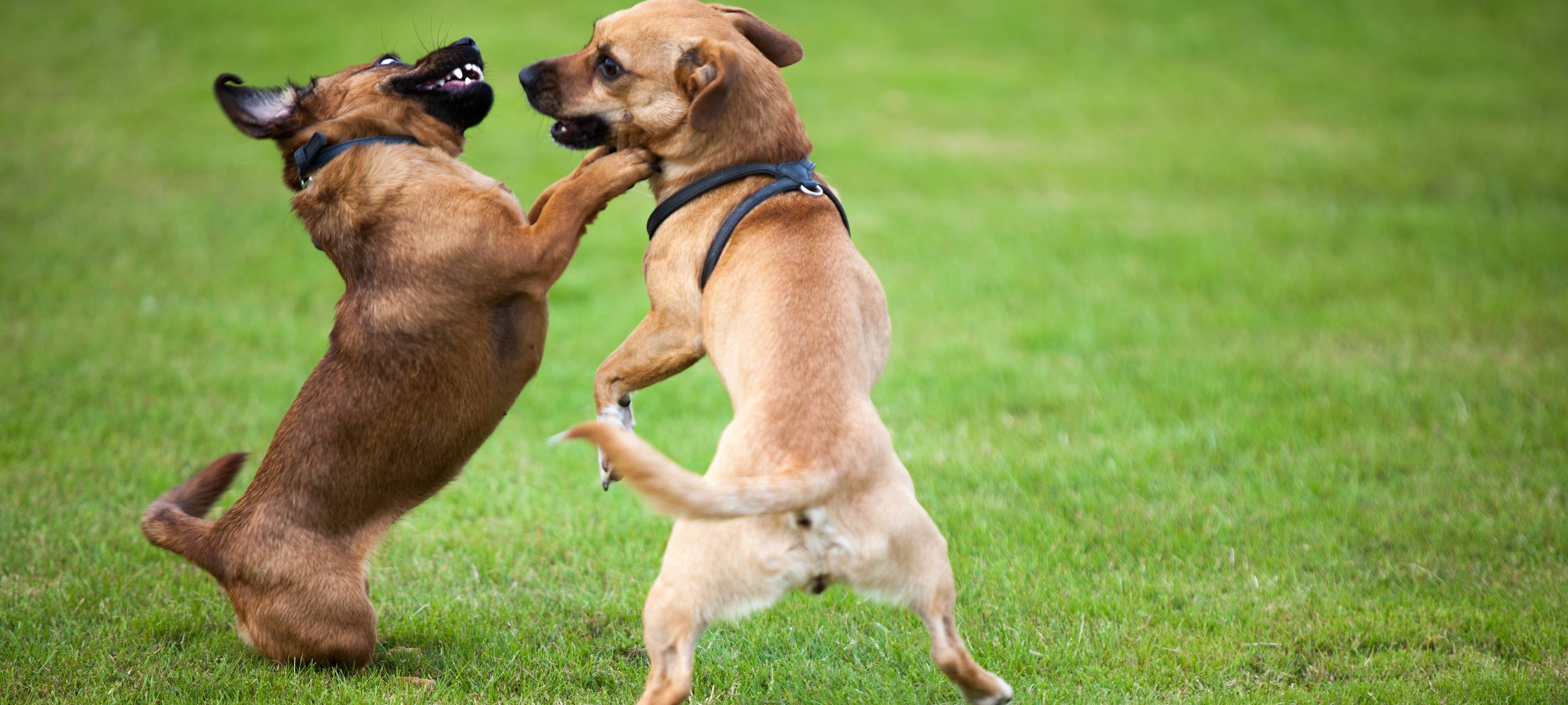 Petition für Tierschutzzentrum