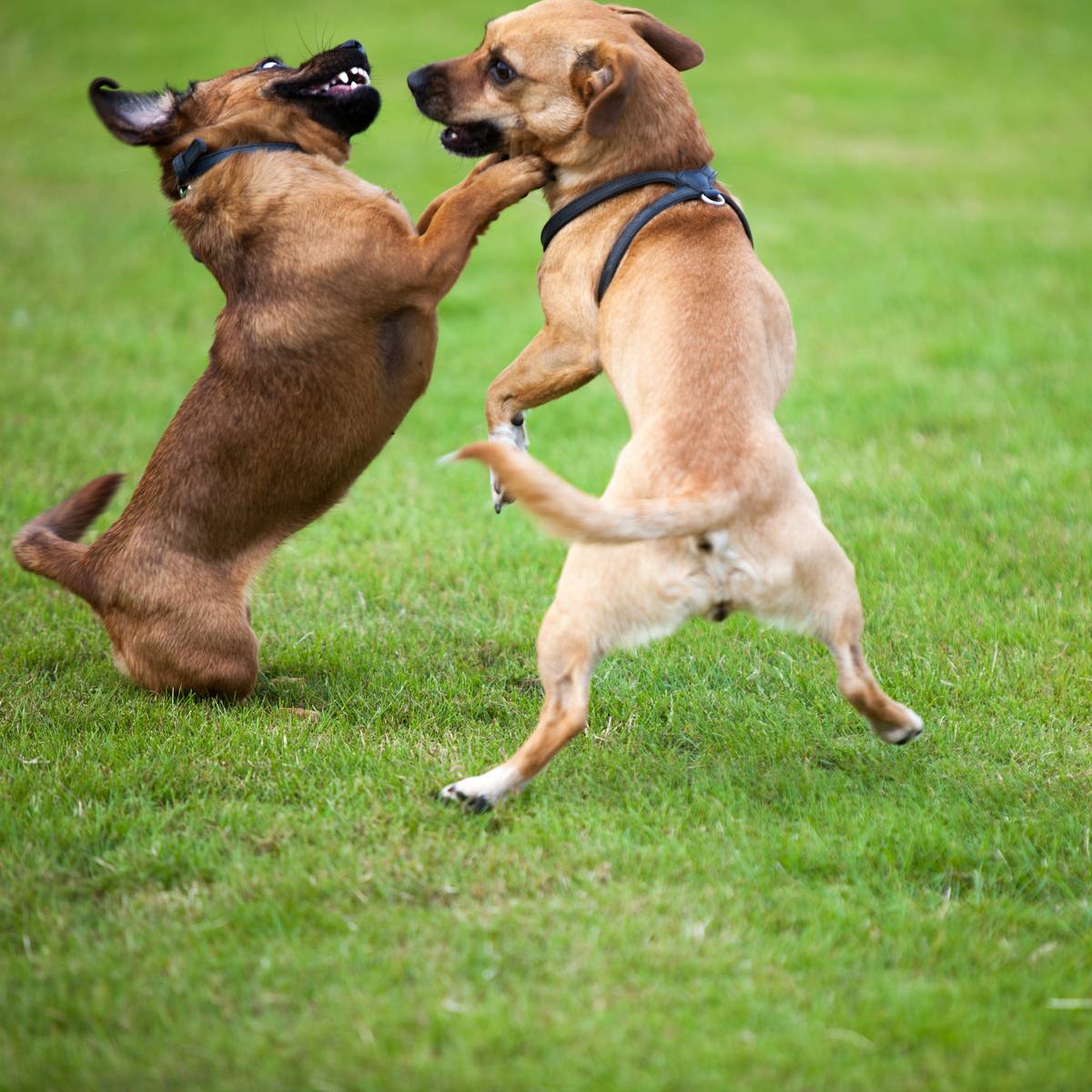 tierheim velbert fur hundesteuer befreiung radio neandertal