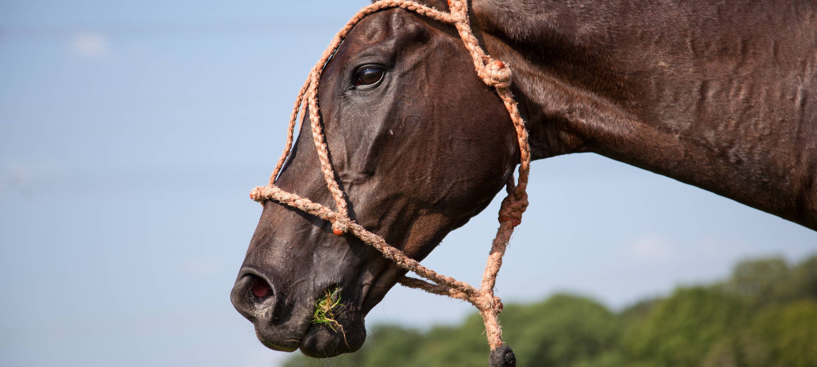 Ratingen: Polizei stoppt freilaufende Pferde