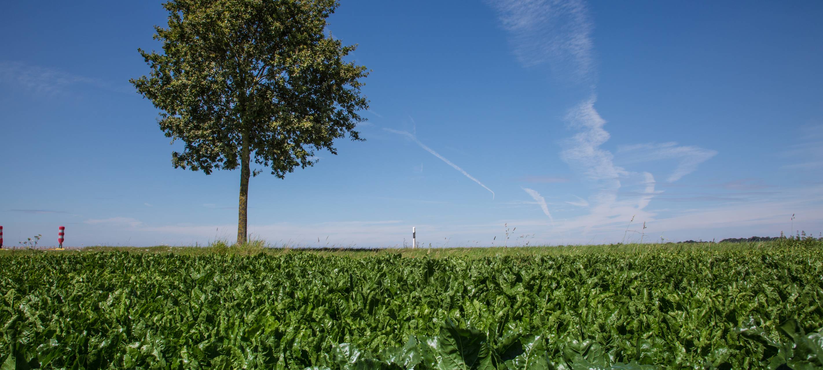 Baumchallenge Langenfeld