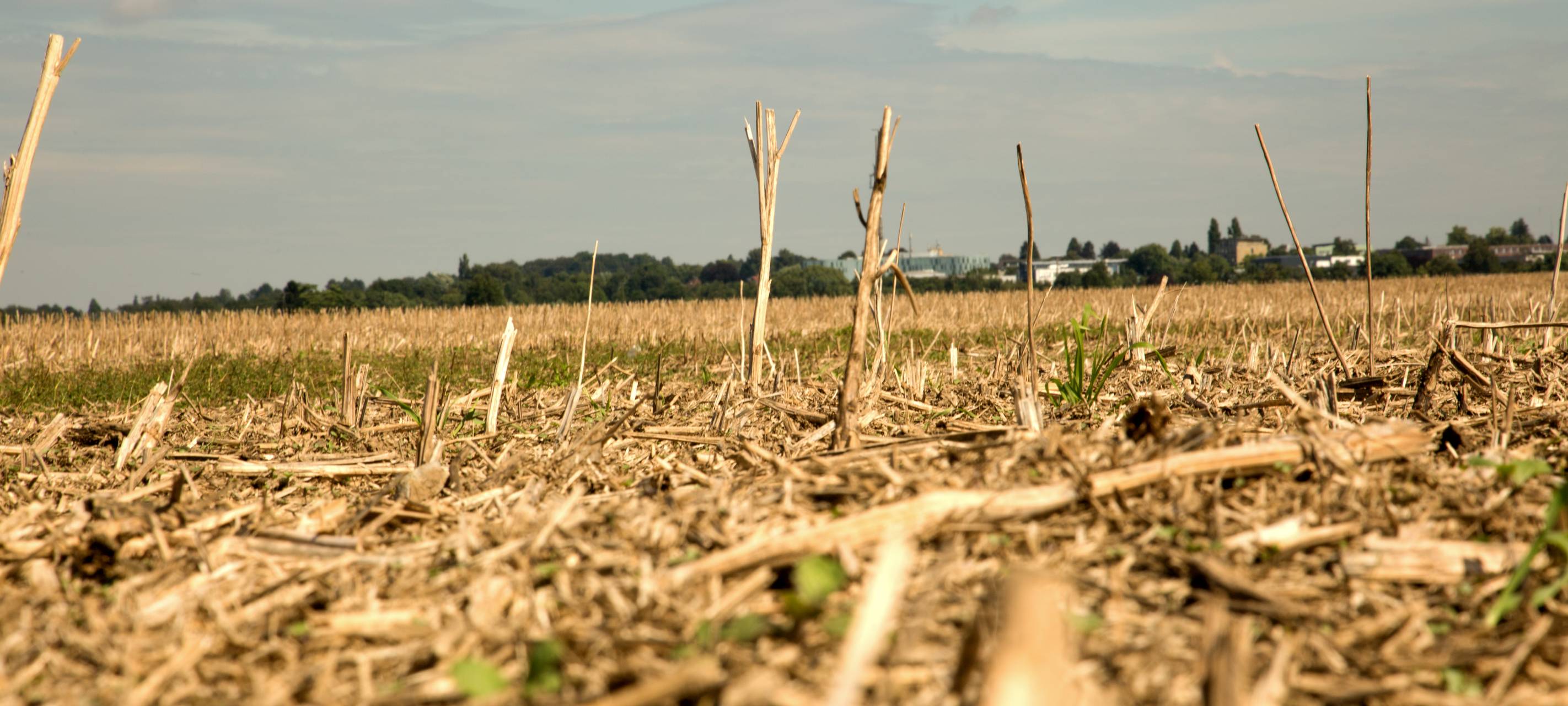 Große Feld Velbert