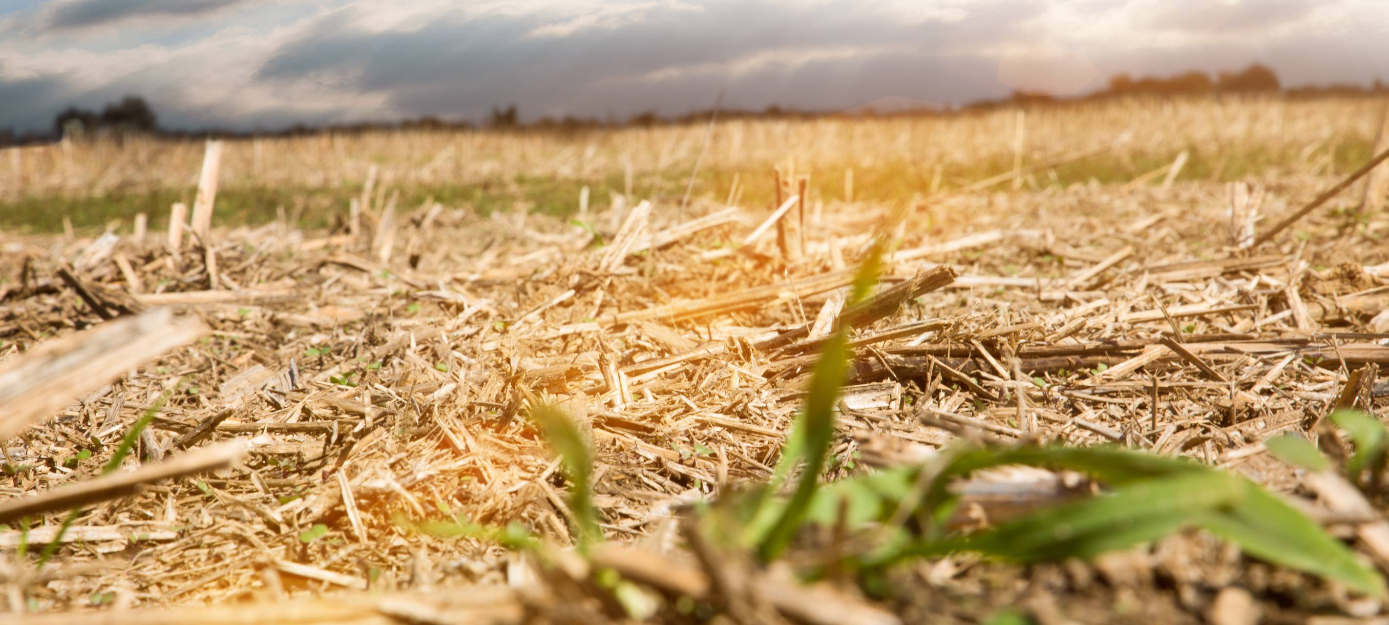 Feuerwehren besorgt wegen anhaltender Trockenheit
