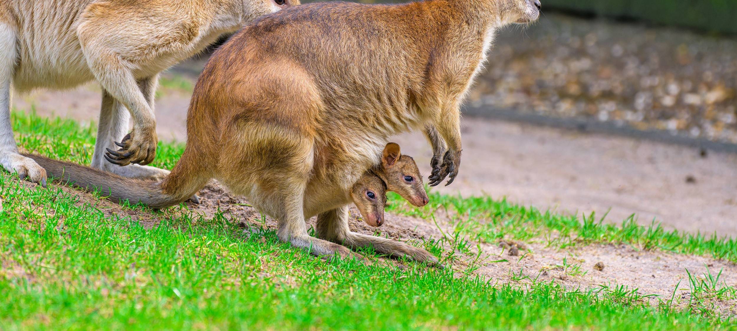 Zoo Duisburg: Nachwuchs bei Kängurus
