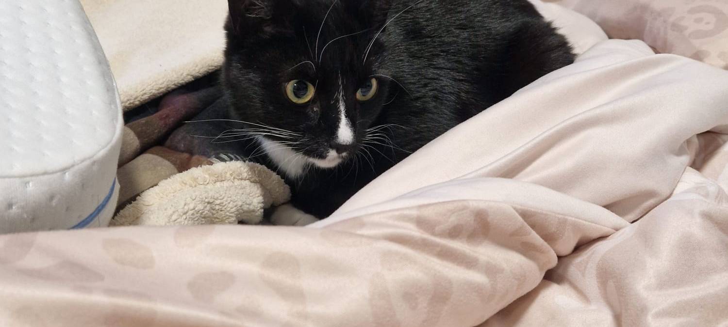 Kater "Zeytin" am Laubacher Feld entlaufen