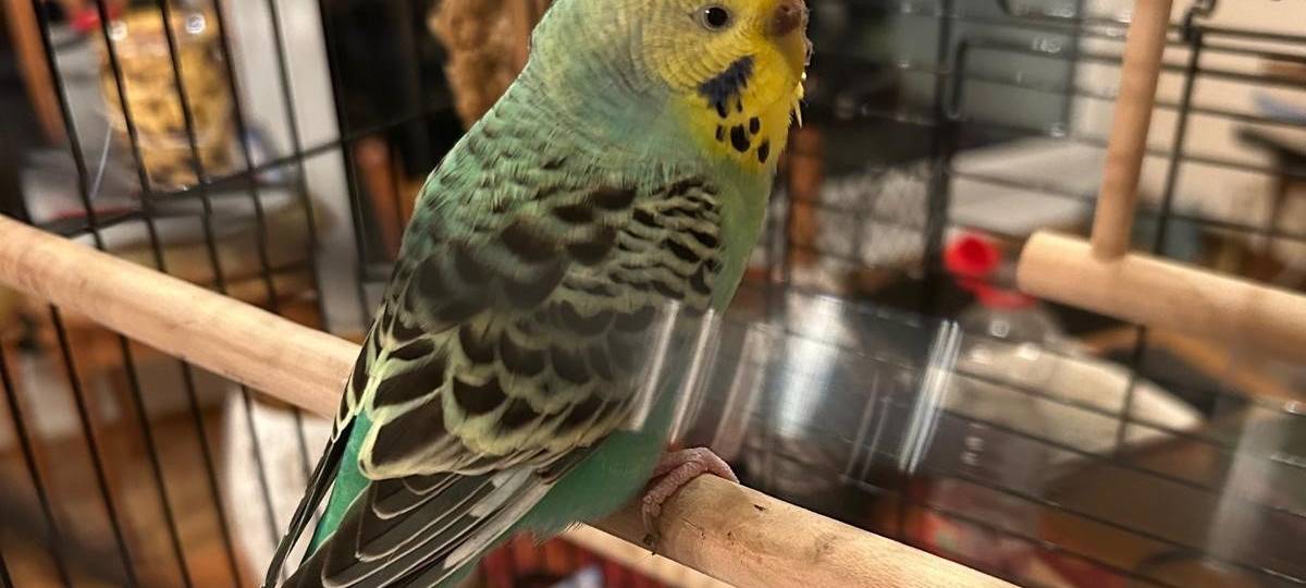 23.07.2024 Wellensittich in Heiligenhaus zugeflogen