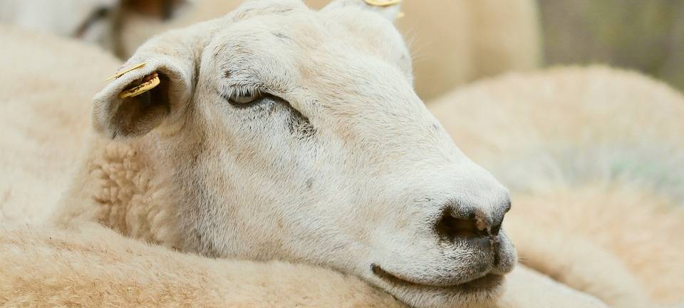 Blauzungenkrankheit: Land spricht von explosionsartiger Ausbreitung