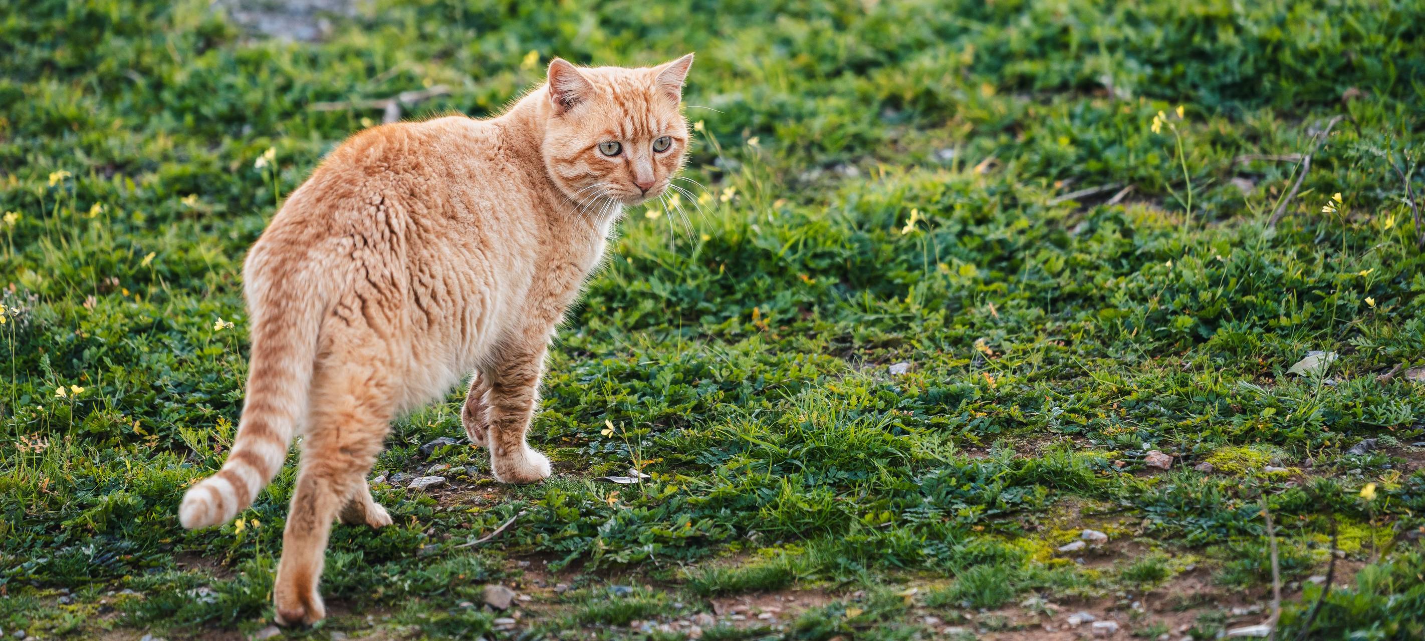 Tierheim Hilden verhängt Aufnahmestopp für Katzen