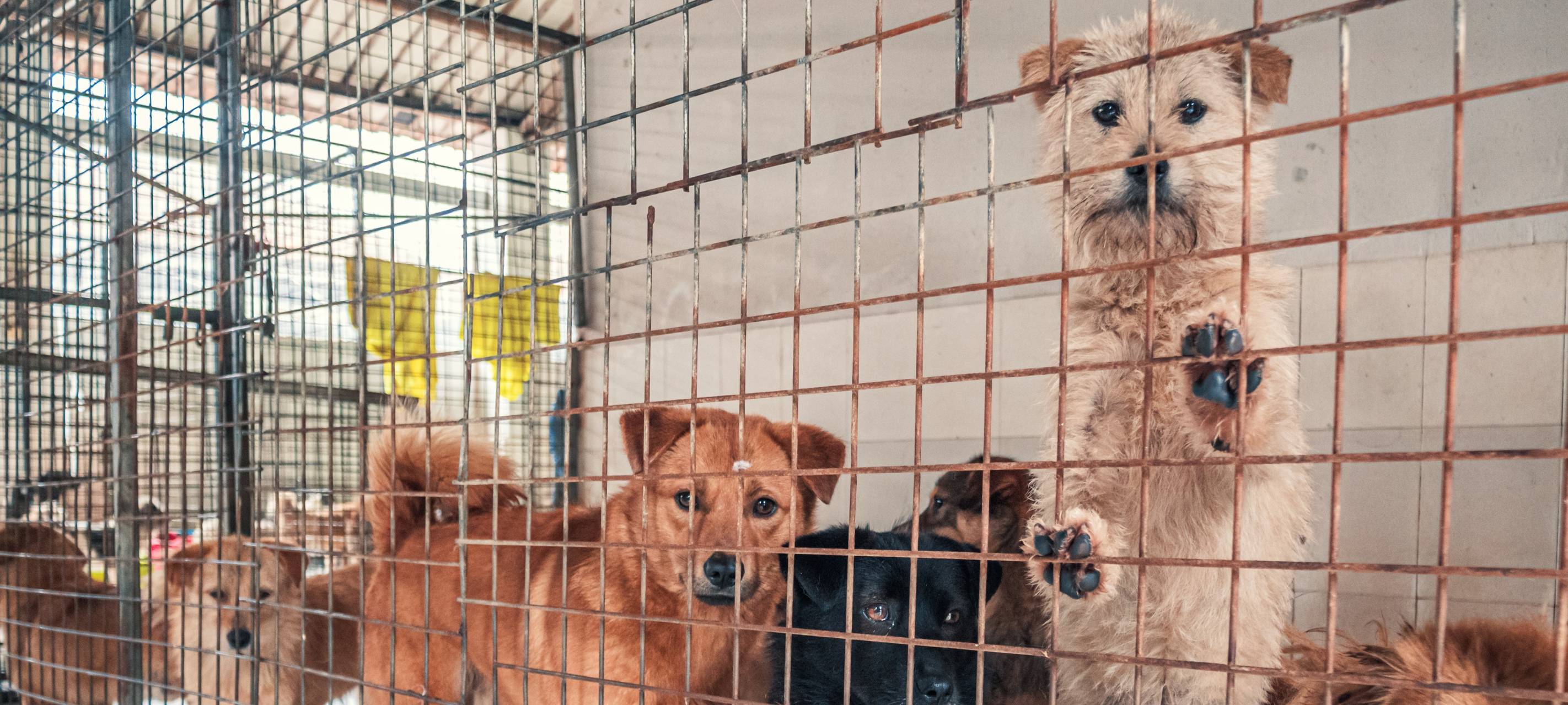 Vermittlungsstopp im Hildener Tierheim