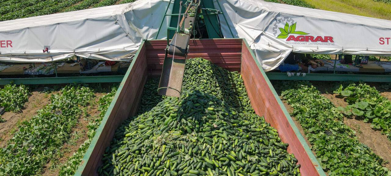 Voll im Trend: Gurken-Influencer sorgt für Knappheit in Island