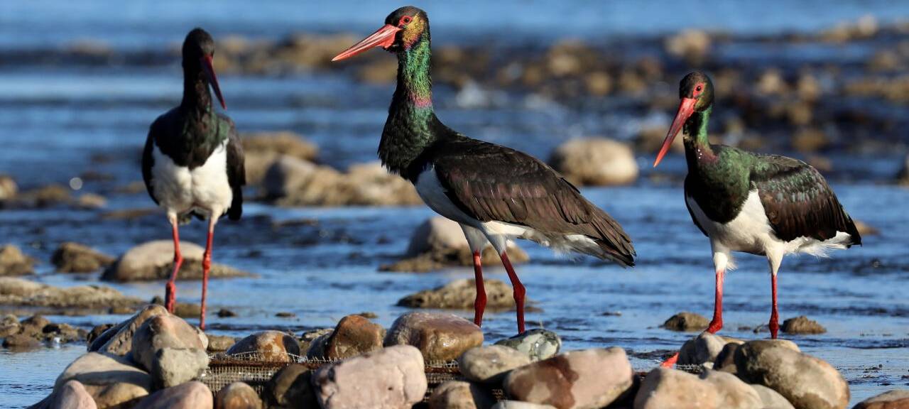 Schwarzstörche ruhen auf Steinen am Mianman-Fluss. Der Schwarzstorch ist eine Zugvogelart, die in China unter nationalem Schutz erster Klasse steht. In Ostasien gibt es nur noch weniger als 1.000 Exemplare.