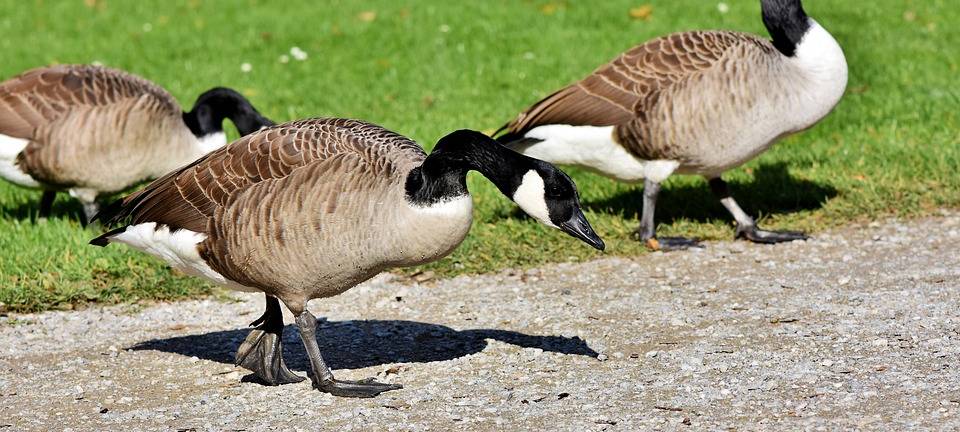 Ratingen: Wildgänse vertreiben, Igel schützen?