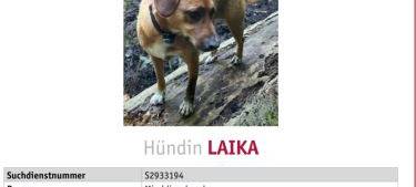 Mischingshündin LAIKA im Neandertal entlaufen