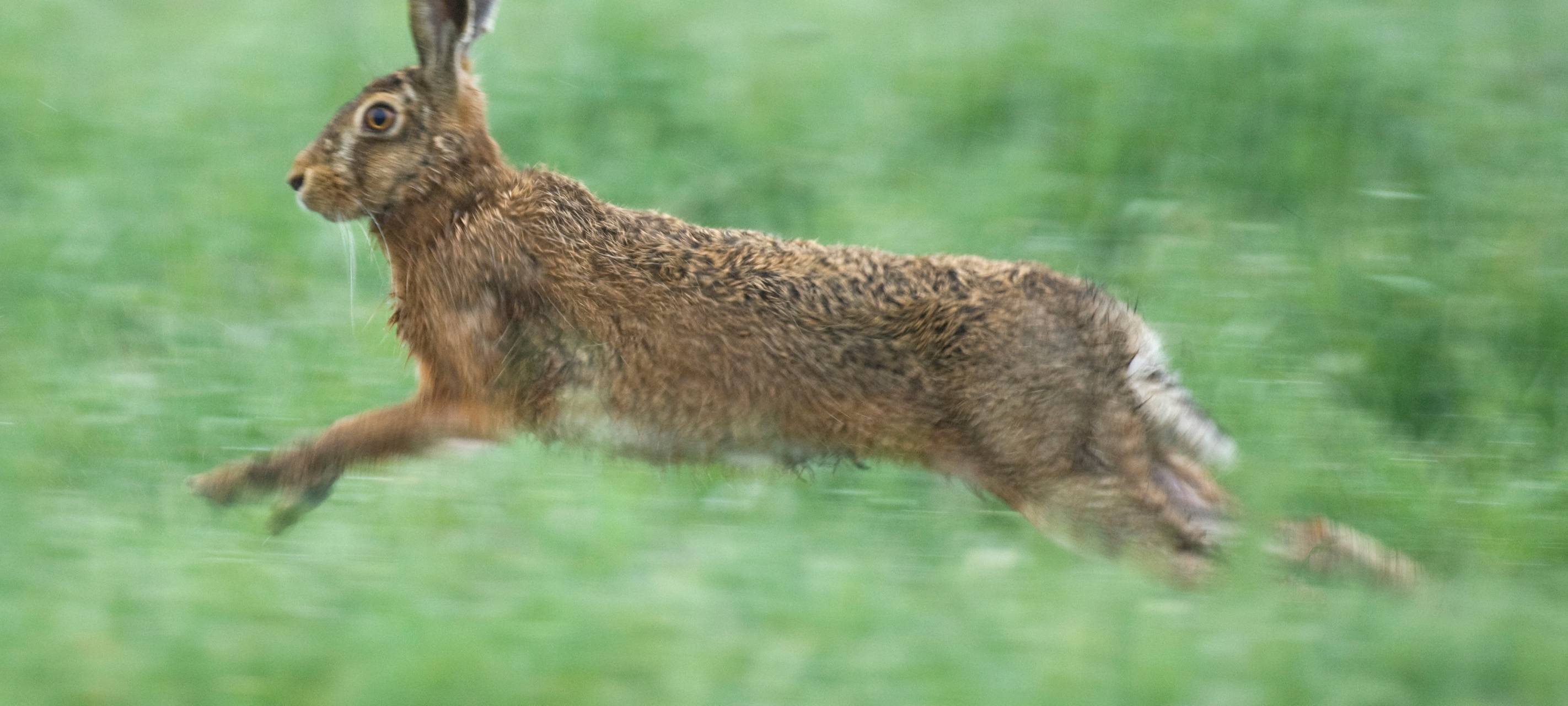 Hasenpest im Kreis Mettmann