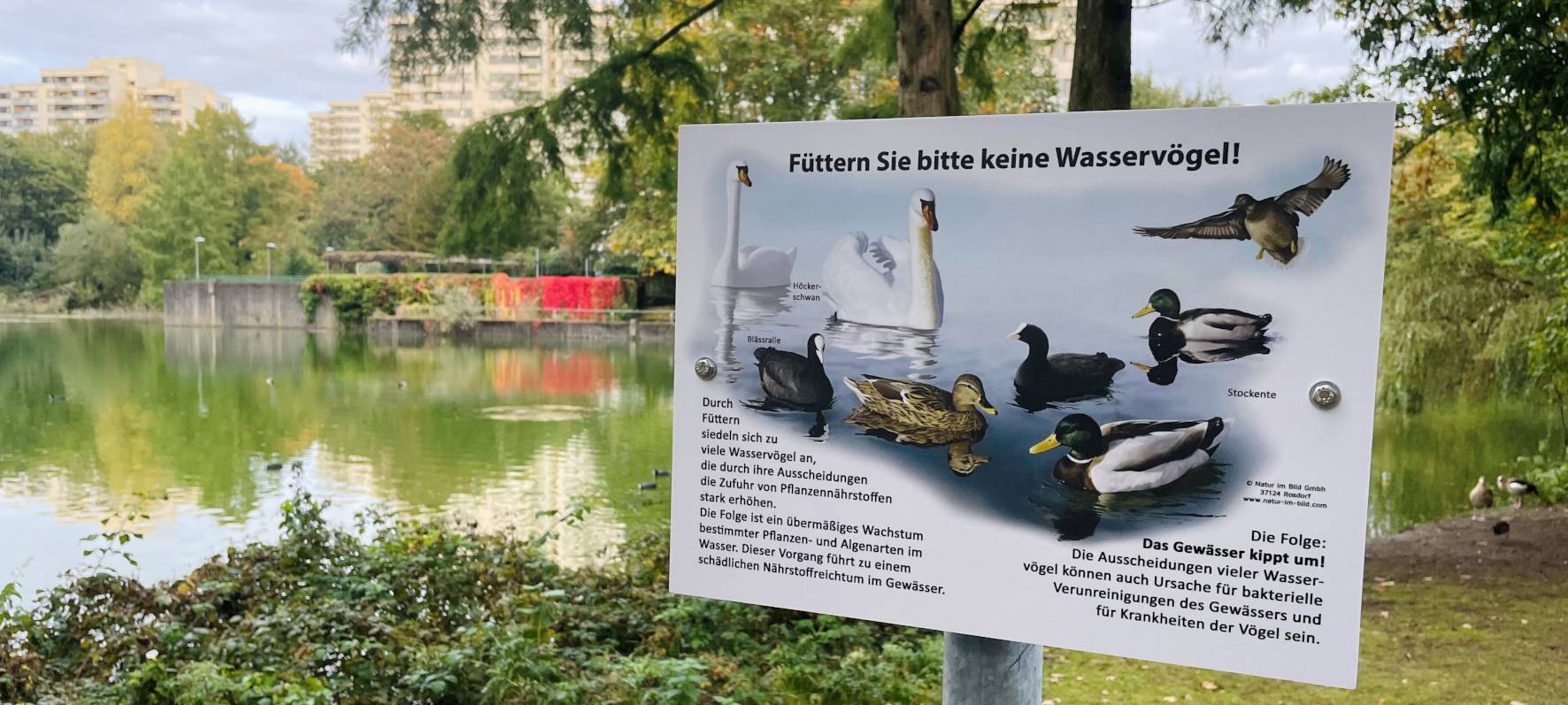 Wasservögel füttern verboten