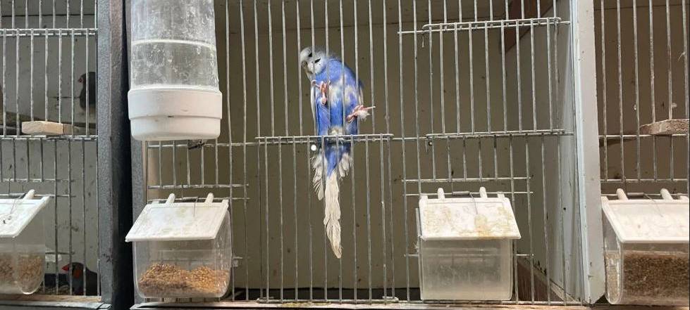 PETA erstattet Anzeige wegen Ratinger Vogelzucht