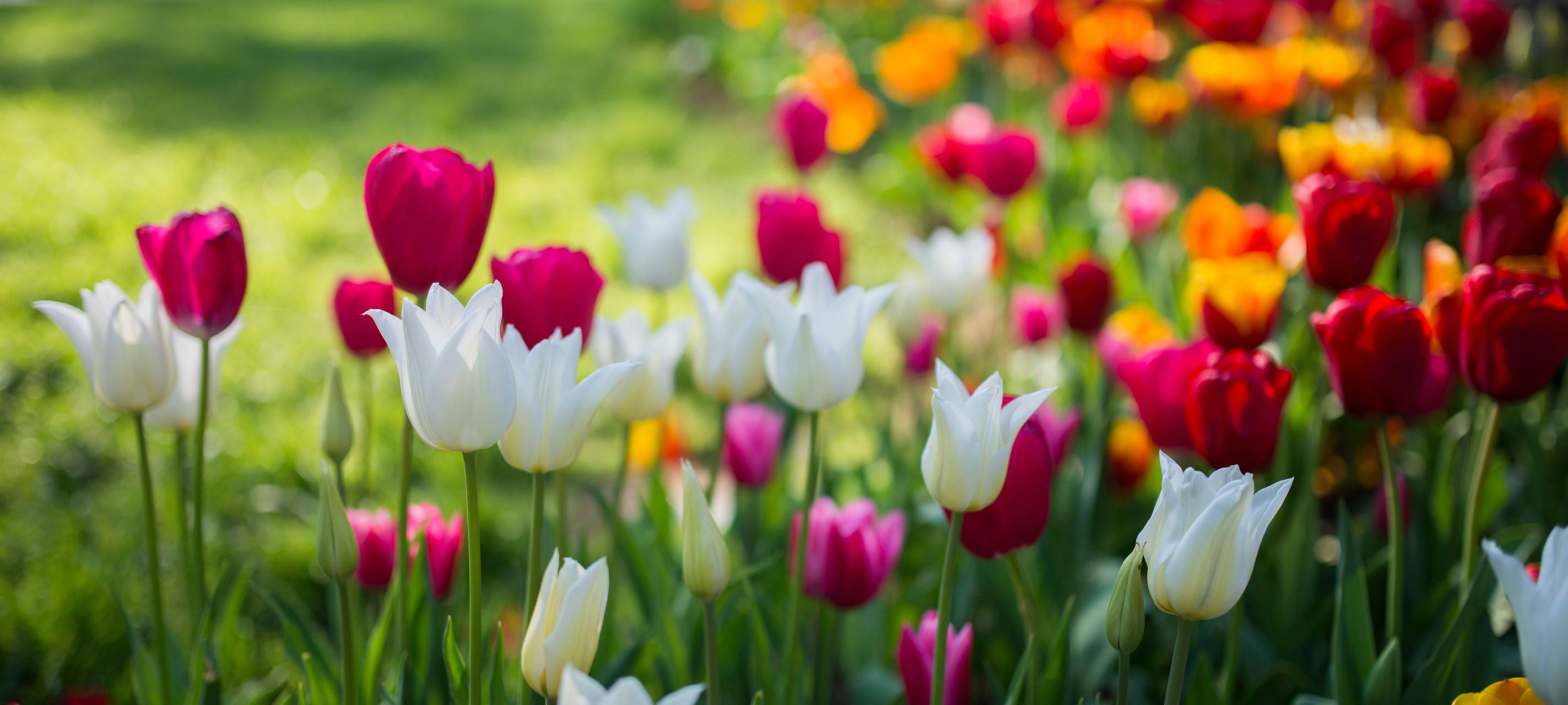 Langenfeld möchte Blumenzwiebeln pflanzen