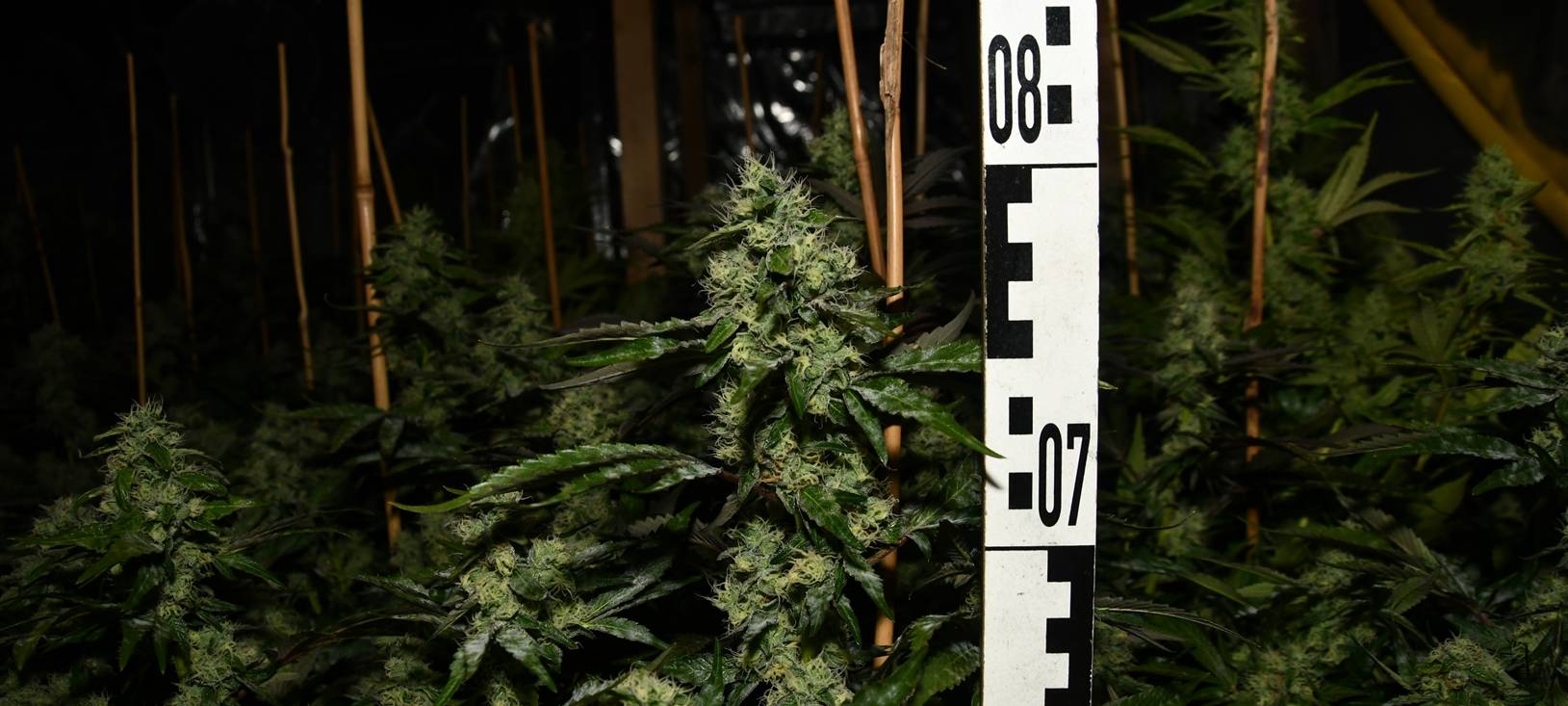 Langenfeld: Zwei illegale Cannabis-Plantagen an einem Tag