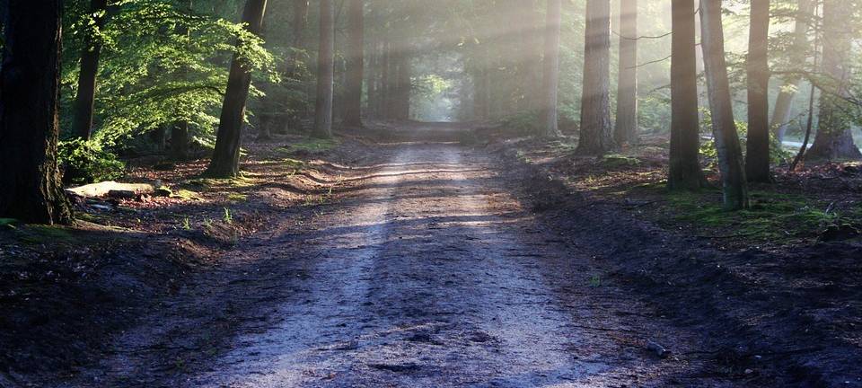 Wald Laub