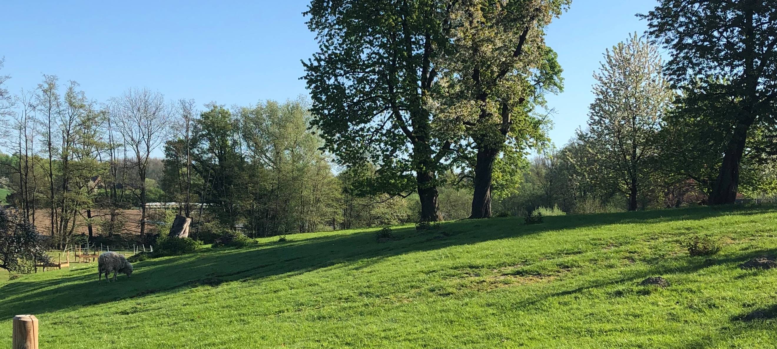 400 Moorschnucken im Einsatz