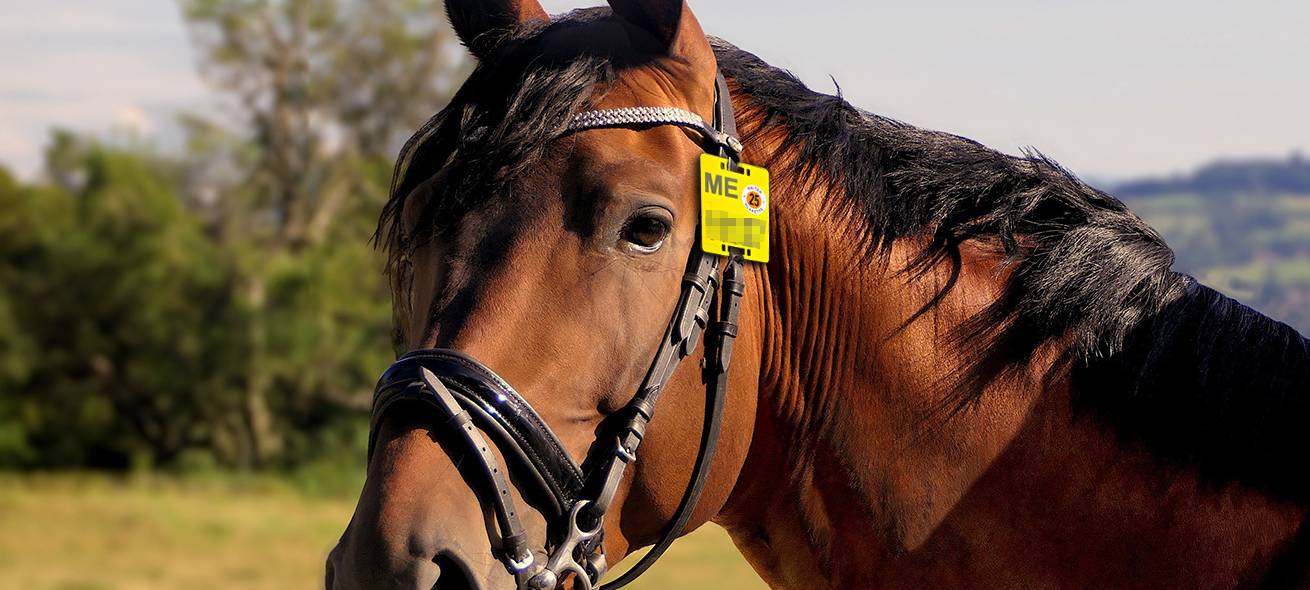 Reitplakette für 2025