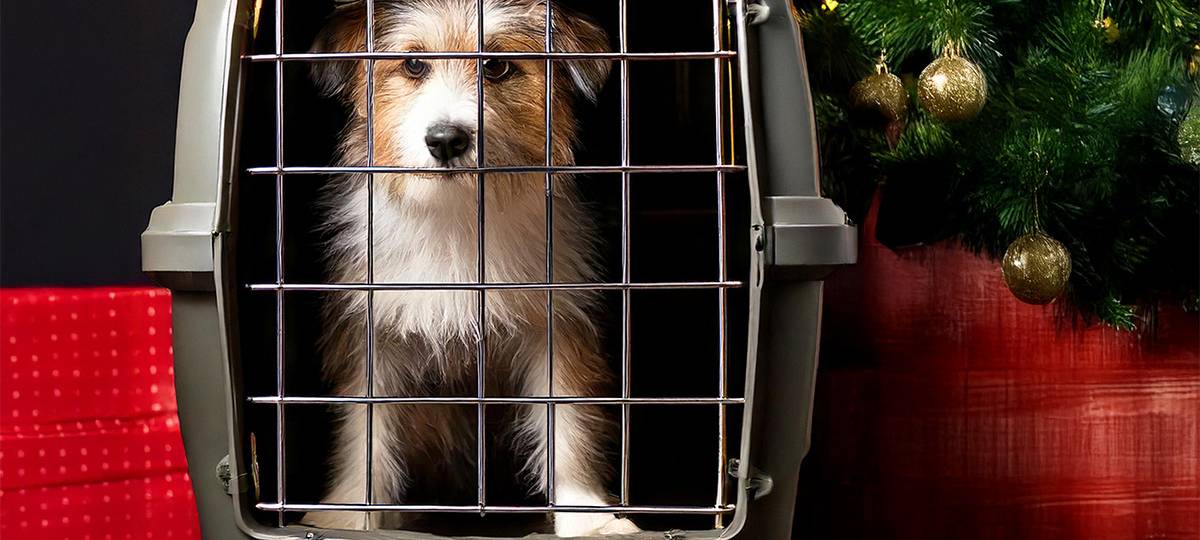 Kreis Mettmann warnt vor Tieren als Weihnachtsgeschenk