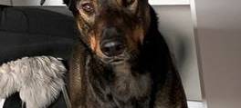 PEX ein Dobermann-Mali wird seit dem 13.01.2025 vermisst