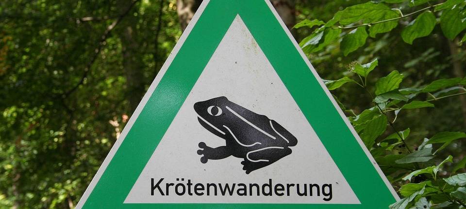 Kröten wandern durch Ratingen