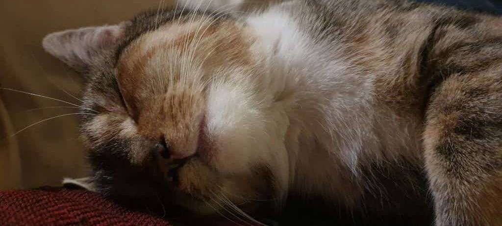 23.02.2025 Katzen beim Stadtpark Wülfrath vermisst