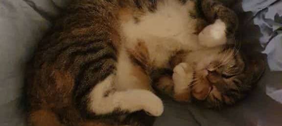 23.02.2025 Katzen beim Stadtpark Wülfrath vermisst