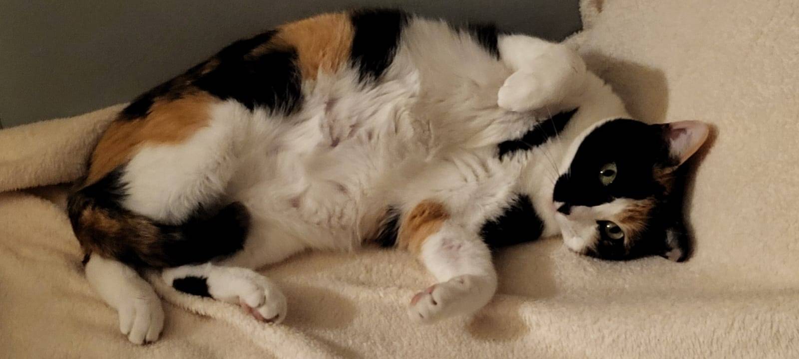 23.02.2025 Katze am Stadtpark Wülfrath vermisst