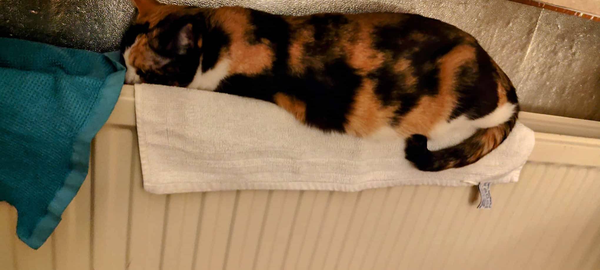 23.02.2025 Katze am Stadtpark Wülfrath vermisst