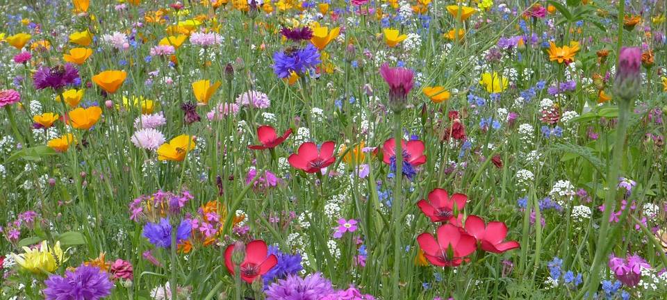 "Langenfeld summt" sucht Helfer