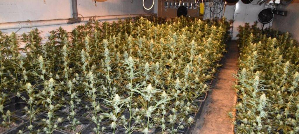 Velberter wegen großer Cannabis-Plantage vor Gericht