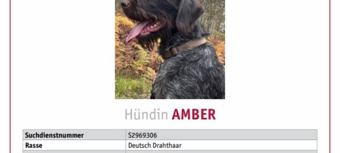 10.04.2025 - Hündin Amber aus Hattingen wird vermisst