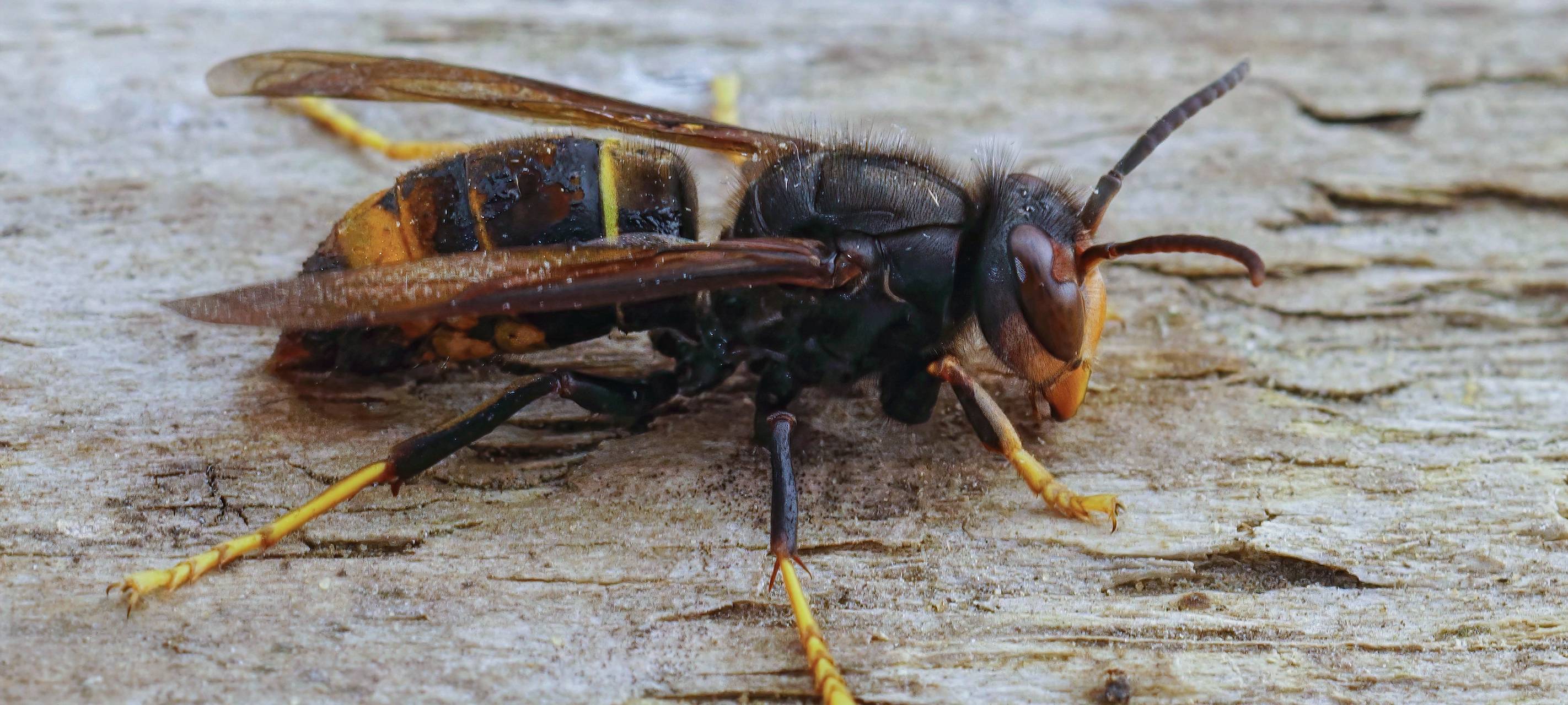 Kooperation gegen asisatische Hornisse
