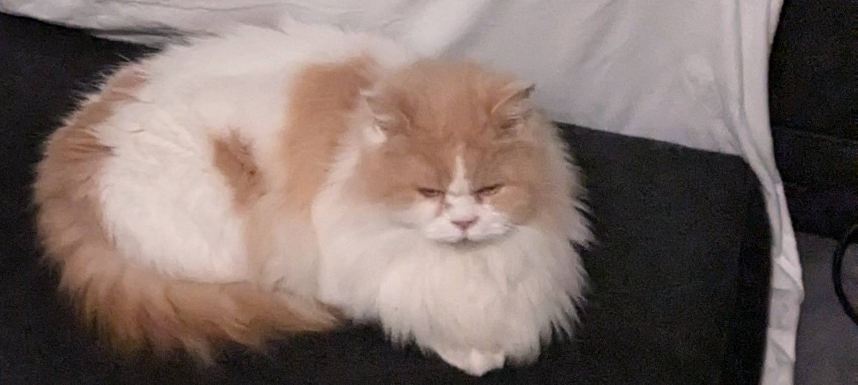 Kater "Buffon" wird vermisst