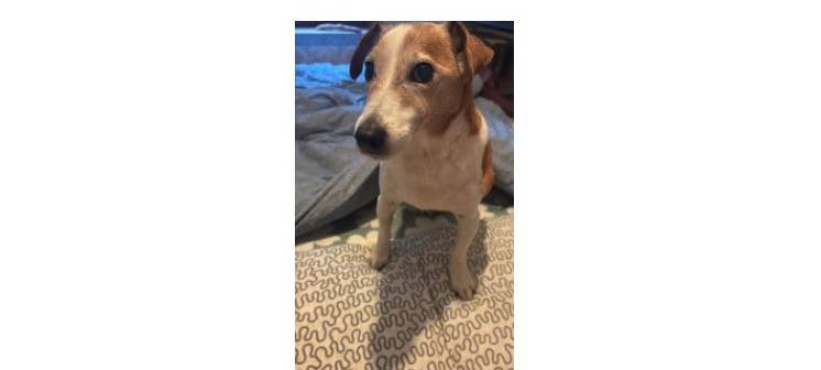 Rüde "Lucky" entlaufen