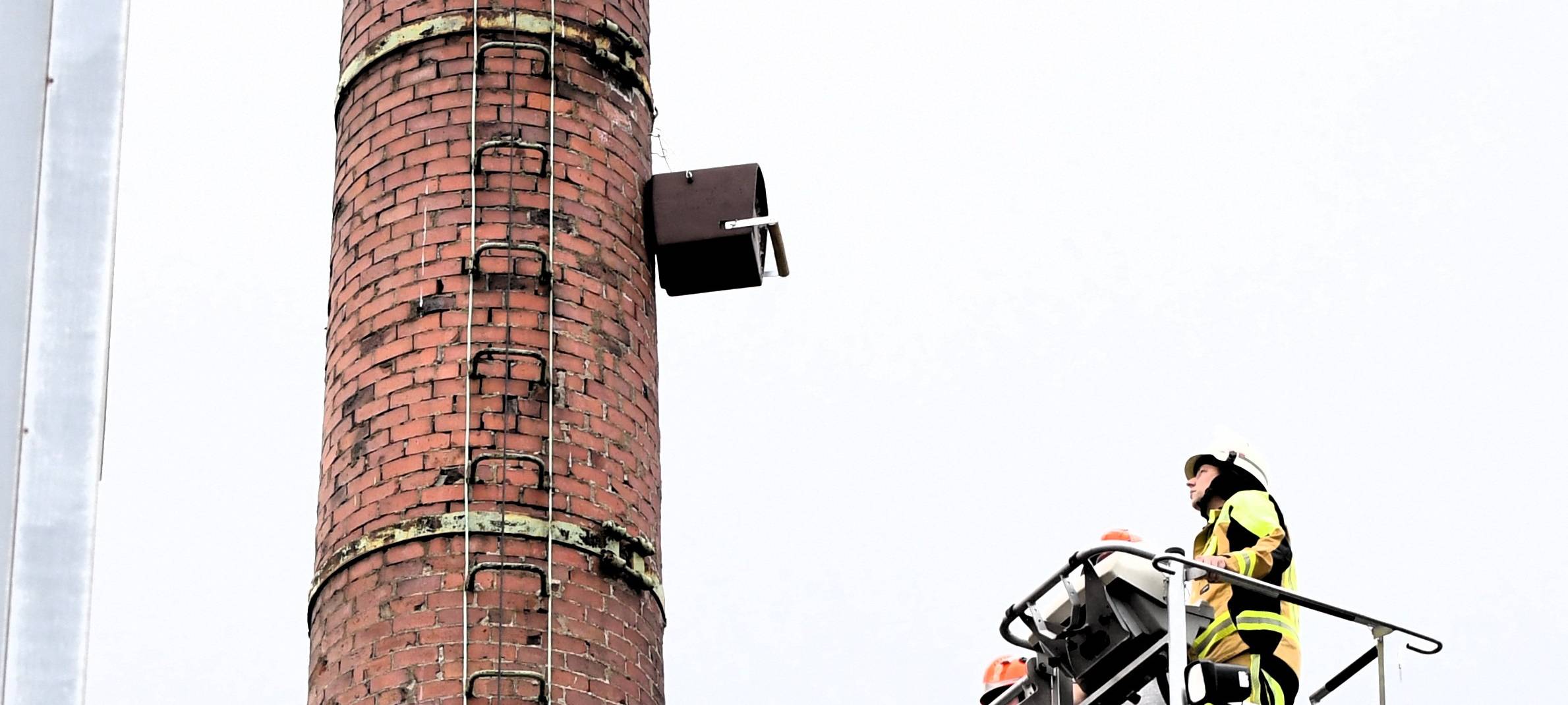 Haan bekommt Nest für Turmfalke