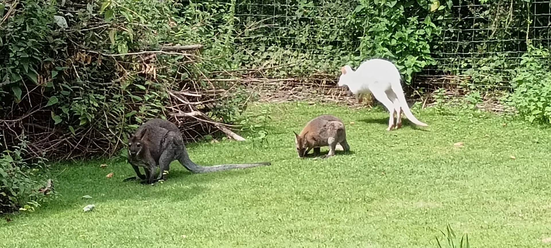 Solingen: Kängurus von Tier getötet