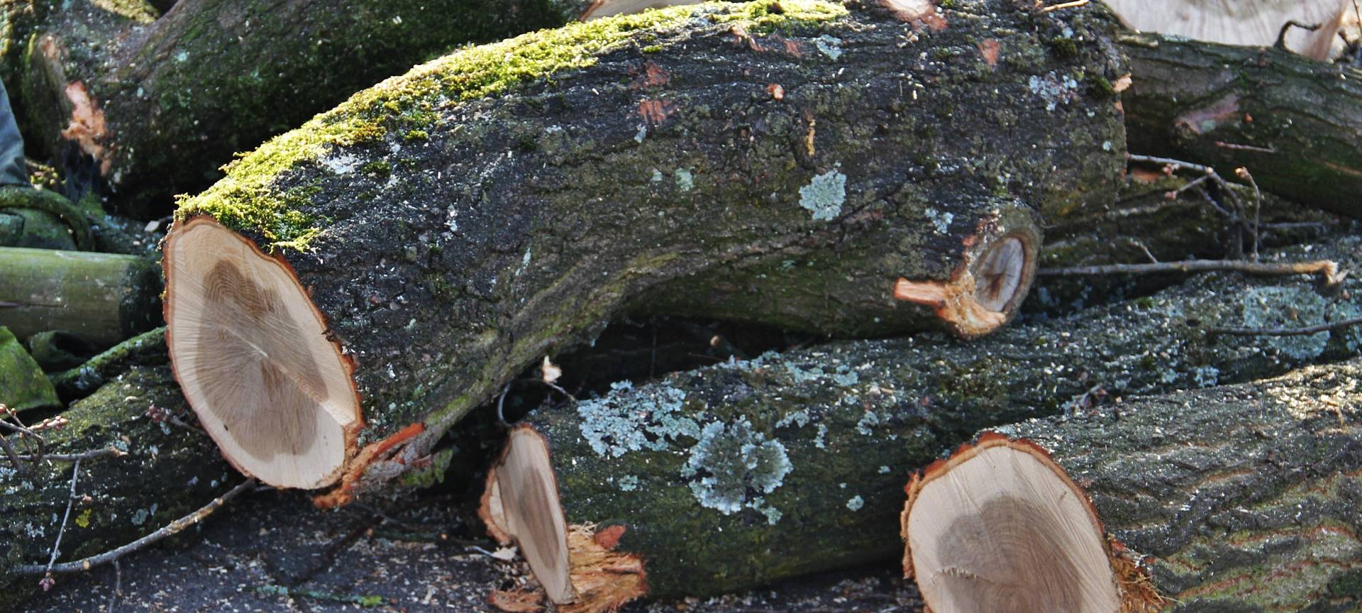 Symbolbild Baumfällung