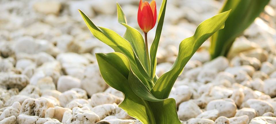 Pflanzen statt Steine&Beton