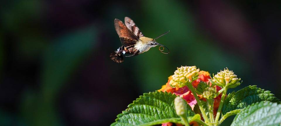 Langenfeld: Fördergeld für insektenfreundliche Gärten